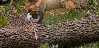 Best Arborist Consultation Services  in Canaan, CT
