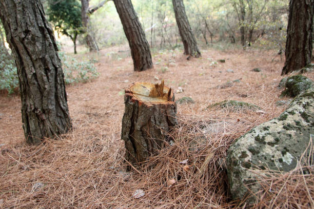 Best Lot and Land Clearing  in Canaan, CT