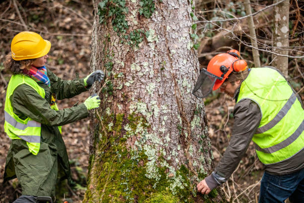 Best Stump Grinding and Removal  in Canaan, CT