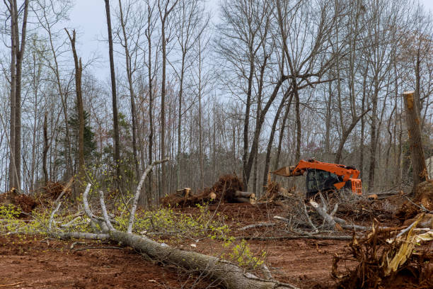Best Tree Disease Treatment  in Canaan, CT