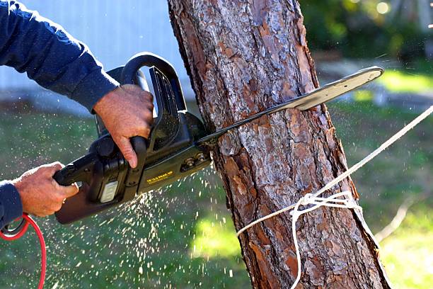 Best Lawn Watering Services  in Canaan, CT