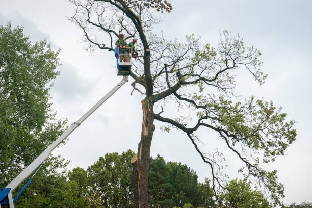 Best Palm Tree Trimming  in Canaan, CT