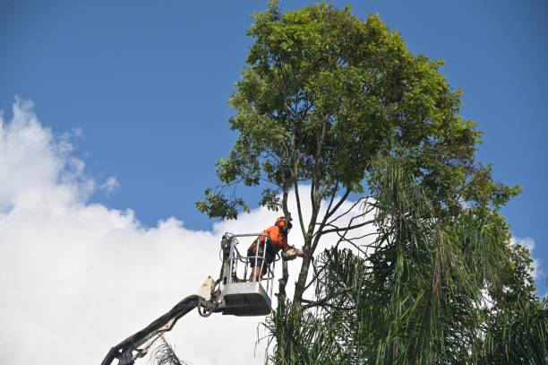 Best Hazardous Tree Removal  in Canaan, CT