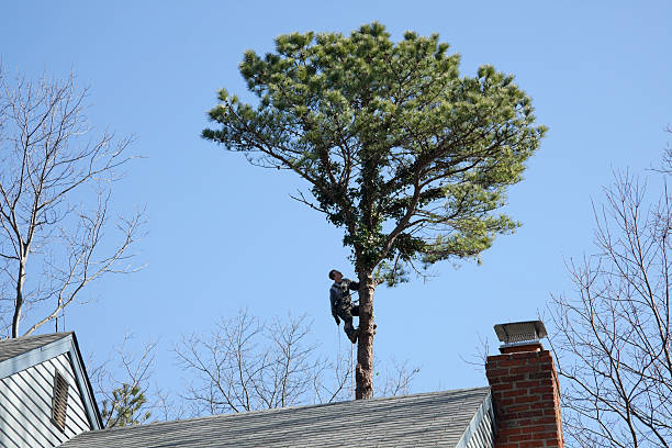 How Our Tree Care Process Works  in  Canaan, CT
