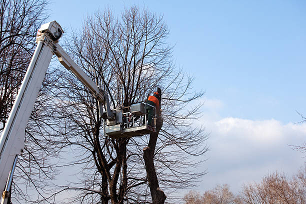 Best Tree and Shrub Care  in Canaan, CT