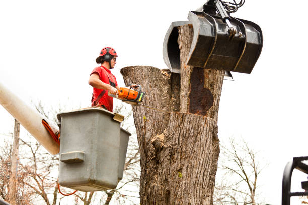Best Storm Damage Tree Cleanup  in Canaan, CT