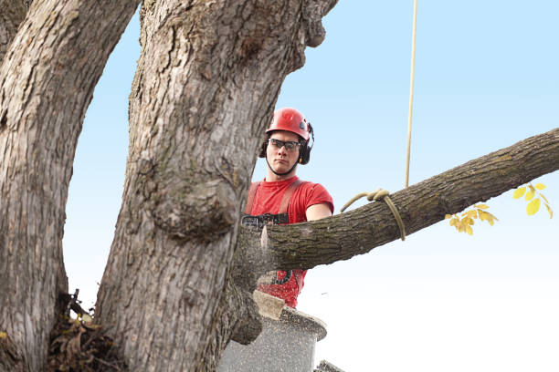 Best Tree Planting  in Canaan, CT